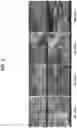 Fig. 10 - Composites with enhanced thermal conductivity and method preparing the same