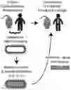 Fig. 01 - ENGINEERED COMMENSAL BACTERIA AND METHODS OF USE