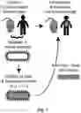 Fig. 02 - ENGINEERED COMMENSAL BACTERIA AND METHODS OF USE
