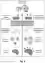 Fig. 03 - ENGINEERED COMMENSAL BACTERIA AND METHODS OF USE