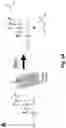 Fig. 04 - ENGINEERED COMMENSAL BACTERIA AND METHODS OF USE