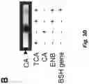 Fig. 05 - ENGINEERED COMMENSAL BACTERIA AND METHODS OF USE