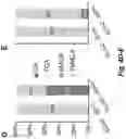 Fig. 10 - ENGINEERED COMMENSAL BACTERIA AND METHODS OF USE