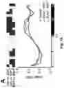 Fig. 16 - ENGINEERED COMMENSAL BACTERIA AND METHODS OF USE