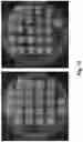 Fig. 24 - ENGINEERED COMMENSAL BACTERIA AND METHODS OF USE