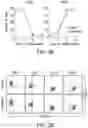 Fig. 08 - READY-TO-USE CRYOPRESERVED CELLS