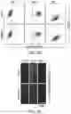 Fig. 10 - READY-TO-USE CRYOPRESERVED CELLS