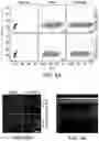 Fig. 18 - READY-TO-USE CRYOPRESERVED CELLS