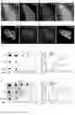 Fig. 09 - Method of producing naive pluripotent stem cells