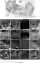 Fig. 13 - Method of producing naive pluripotent stem cells