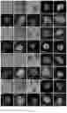 Fig. 19 - Method of producing naive pluripotent stem cells