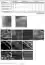 Fig. 25 - Method of producing naive pluripotent stem cells
