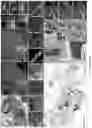 Fig. 26 - Method of producing naive pluripotent stem cells