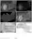 Fig. 27 - Method of producing naive pluripotent stem cells