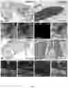 Fig. 29 - Method of producing naive pluripotent stem cells
