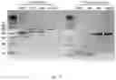 Fig. 30 - Method of producing naive pluripotent stem cells