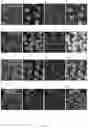 Fig. 32 - Method of producing naive pluripotent stem cells