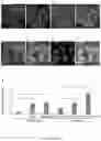 Fig. 33 - Method of producing naive pluripotent stem cells