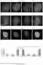 Fig. 35 - Method of producing naive pluripotent stem cells