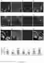Fig. 37 - Method of producing naive pluripotent stem cells