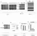 Fig. 04 - Agents and methods for treating and preventing seborrheic keratosis