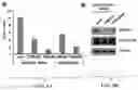 Fig. 07 - Agents and methods for treating and preventing seborrheic keratosis