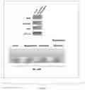 Fig. 08 - Agents and methods for treating and preventing seborrheic keratosis