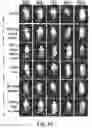Fig. 24 - Redirected, genetically-engineered T regulatory cells and their use in suppression of autoimmune and inflammatory disease