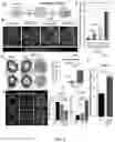 Fig. 03 - LIVER ORGANOID DISEASE MODELS AND METHODS OF MAKING AND USING SAME