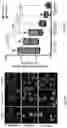 Fig. 07 - LIVER ORGANOID DISEASE MODELS AND METHODS OF MAKING AND USING SAME