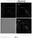 Fig. 09 - LIVER ORGANOID DISEASE MODELS AND METHODS OF MAKING AND USING SAME