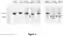 Fig. 02 - Engineered Cas9 nucleases