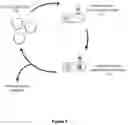 Fig. 03 - Engineered Cas9 nucleases