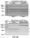 Fig. 15 - Modified nucleic acids, hybrid guide RNAs, and uses thereof