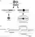 Fig. 01 - Recombinant HBV reporter system