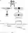 Fig. 02 - Recombinant HBV reporter system
