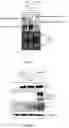 Fig. 03 - Recombinant HBV reporter system