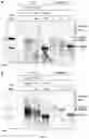 Fig. 04 - Recombinant HBV reporter system