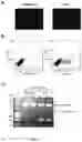 Fig. 06 - Recombinant HBV reporter system