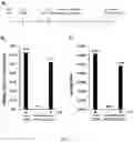 Fig. 07 - Recombinant HBV reporter system
