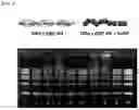 Fig. 03 - DNA-peptide composite comprising high-density functional group, DNA-peptide-nanomaterial composite and preparation method therefor, and DNA-metal nanowire and manufacturing method therefor