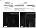Fig. 05 - DNA-peptide composite comprising high-density functional group, DNA-peptide-nanomaterial composite and preparation method therefor, and DNA-metal nanowire and manufacturing method therefor