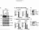 Fig. 20 - COMPOSITIONS AND METHODS OF TREATING CANCER