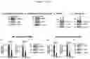Fig. 23 - COMPOSITIONS AND METHODS OF TREATING CANCER