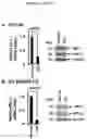 Fig. 24 - COMPOSITIONS AND METHODS OF TREATING CANCER