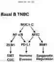 Fig. 32 - COMPOSITIONS AND METHODS OF TREATING CANCER