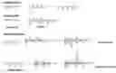Fig. 01 - Rotationally sequestered translators