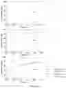 Fig. 22 - Rotationally sequestered translators