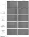 Fig. 05 - Targeted nanocarriers for the administration of immunosuppressive agents