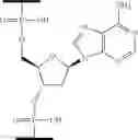 Fig. 33 - COMPOSITIONS AND METHODS FOR MODULATING PKK EXPRESSION